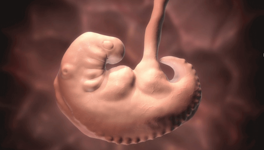 4 semanas de gravidez, desenvolvimento fetal