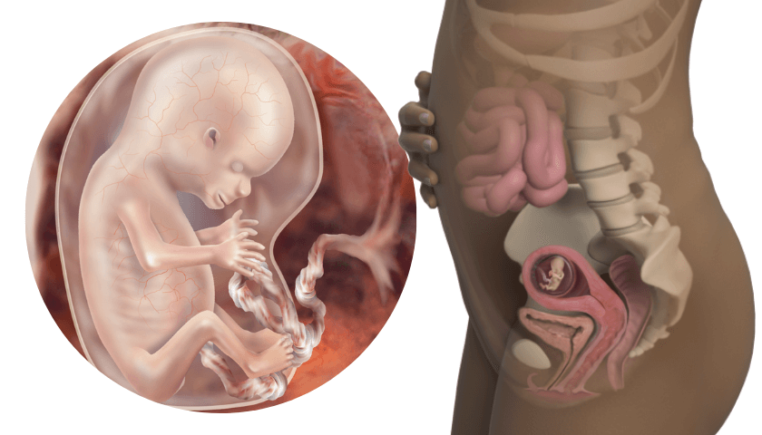 Desenvolvimento fetal com 12 semanas de gestação