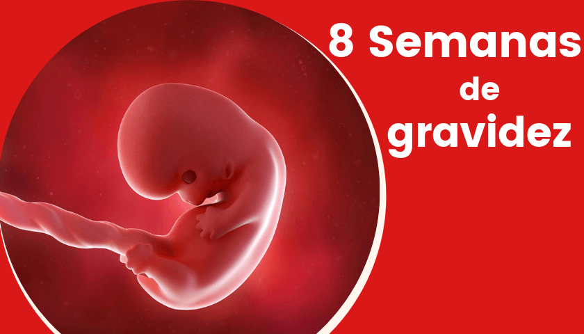 8 semanas de gravidez-8 semanas de gravidez sintomas-gravides-gestação-gravidez-desenvolvimento gravidez semana a semana