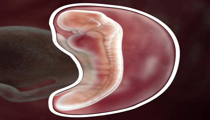 Desenvolvimento fetal com  semanas de gravidez