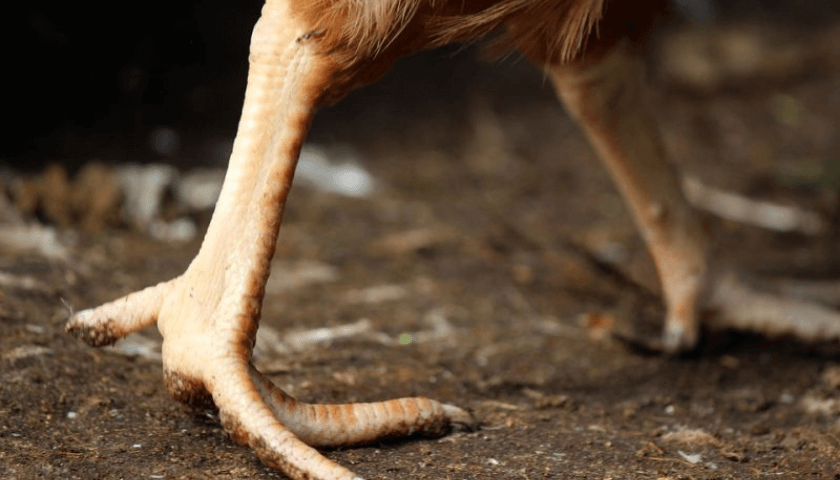 pés de galinha e seus benefícios 