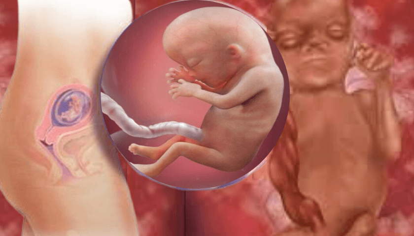 Desenvolvimento do feto com 13 semanas de gravidez