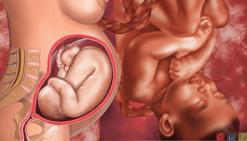Desenvolvimento fetal no terceiro trimestre de gravidez
