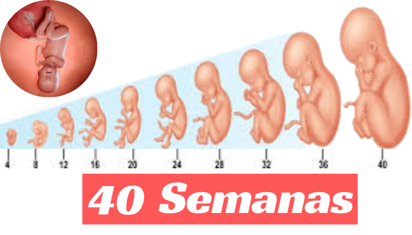 desenvolvimento do feto