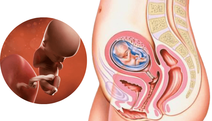 13 semanas de gravidez, desenvolvimento fetal
